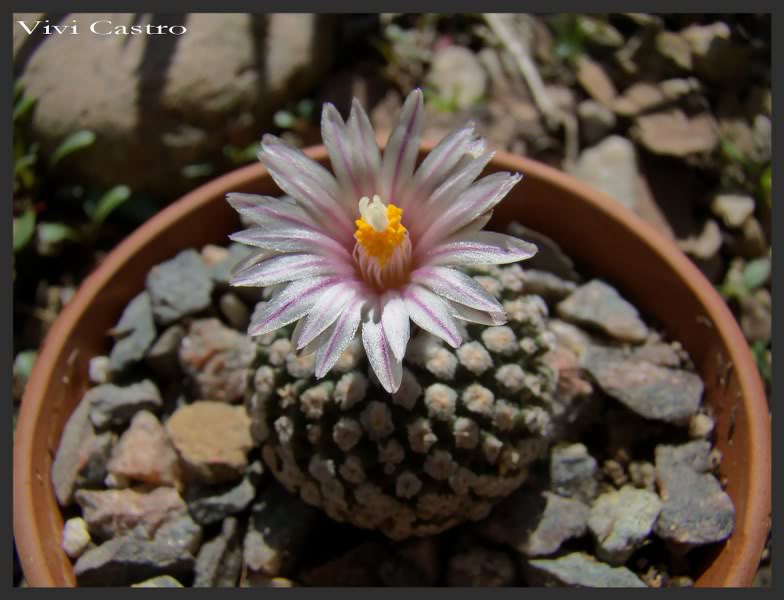 Turbinicarpusvaldezianusflorblanca4.jpg