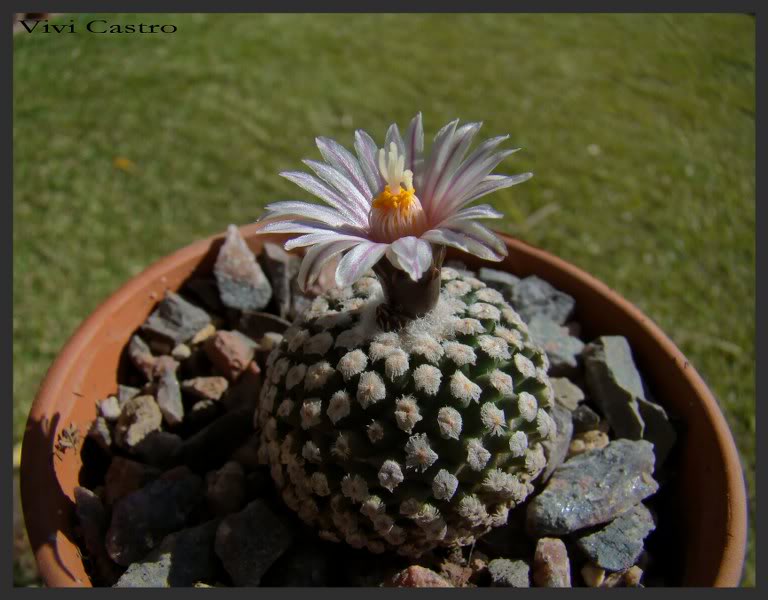Turbinicarpusvaldezianusflorblanca6.jpg