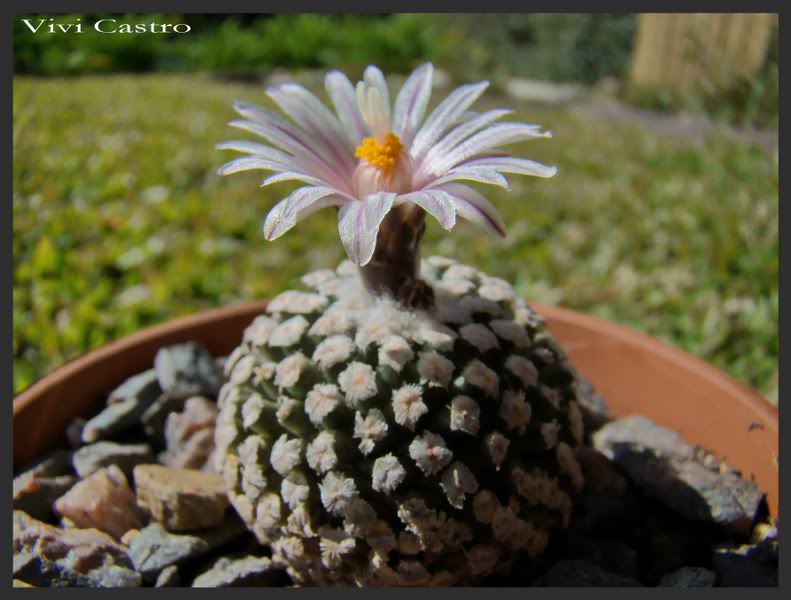 Turbinicarpusvaldezianusflorblanca8.jpg