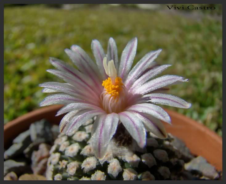Turbinicarpusvaldezianusflorblanca9.jpg