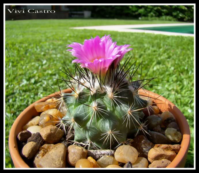 Turbinicarpusviereckii4.jpg