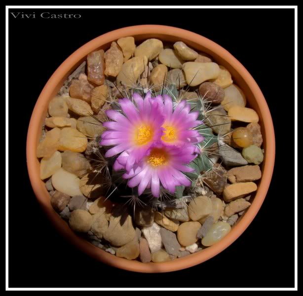 Turbinicarpusviereckii7.jpg