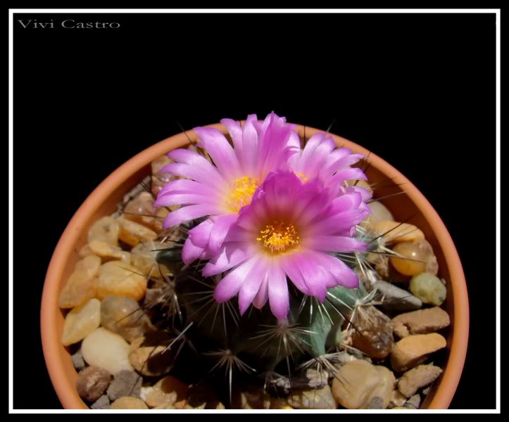 Turbinicarpusviereckii8.jpg
