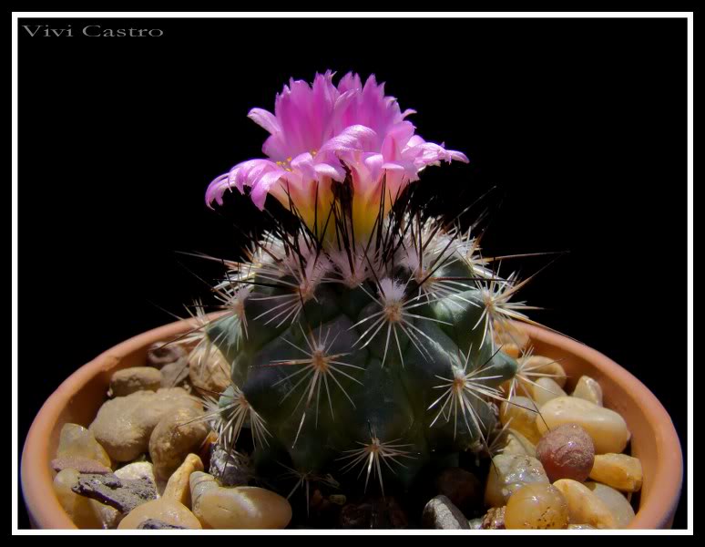 Turbinicarpusviereckii9.jpg