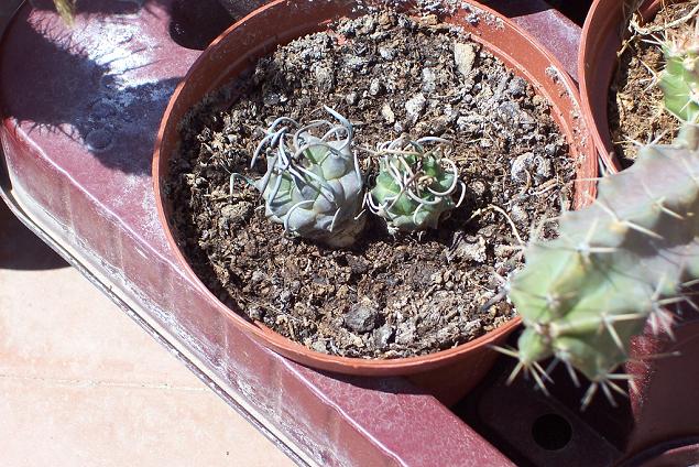 turbinocarpus.JPG