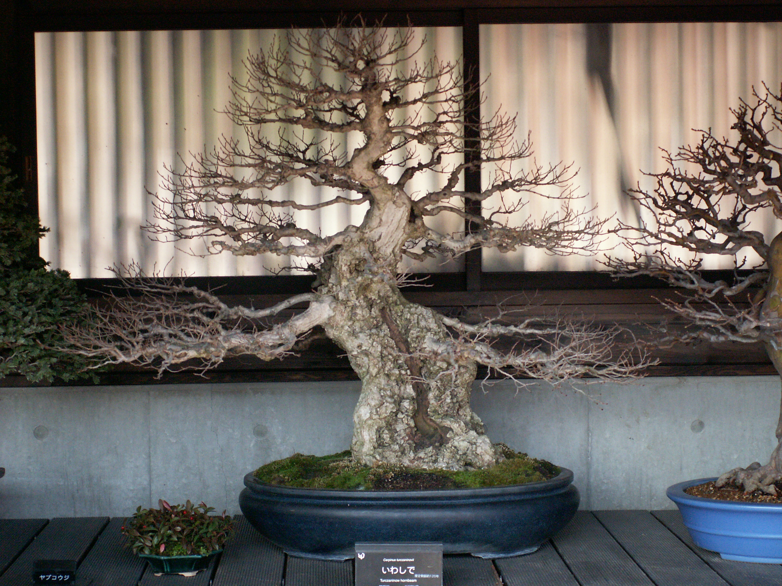 Turczaninow_hornbeam_1.JPG