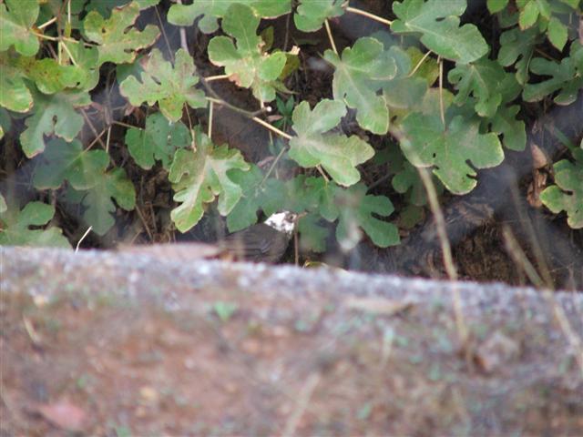 turdus%20merula%20cabeciblaco%20%281%29%20%28Small%29.JPG