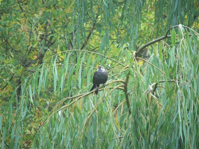 turdus%20merula%20cabeciblaco%20%28Small%29.JPG