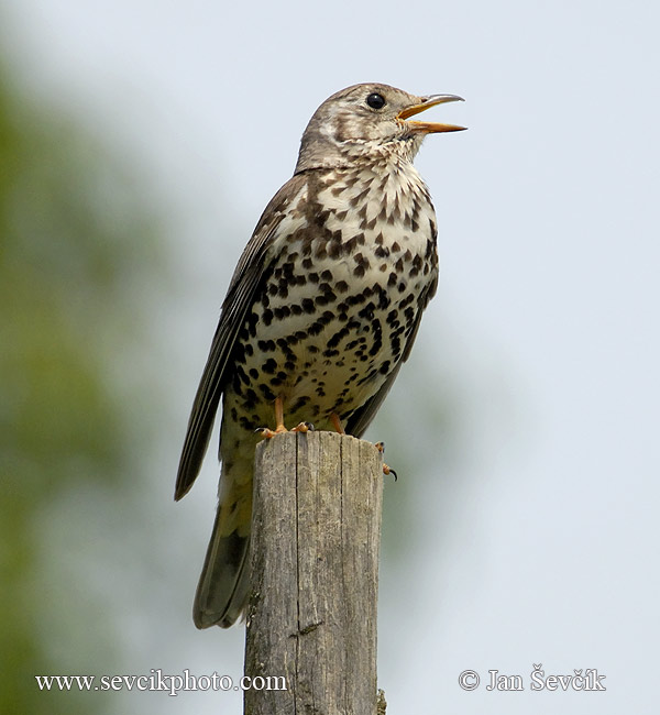 turdus-viscivorus-1.jpg