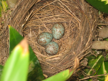 Turdus_leucomelas_nest_with_eggs.jpg
