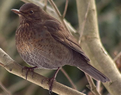 Turdus_merula.jpg