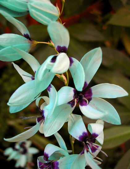 Turquoise_Ixia_viridiflora_5063.jpg