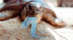 turtle-eating-plastic-bag-r-prendergast-917365.jpg