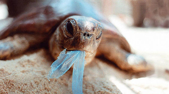 turtle-eating-plastic-bag-r-prendergast.jpg