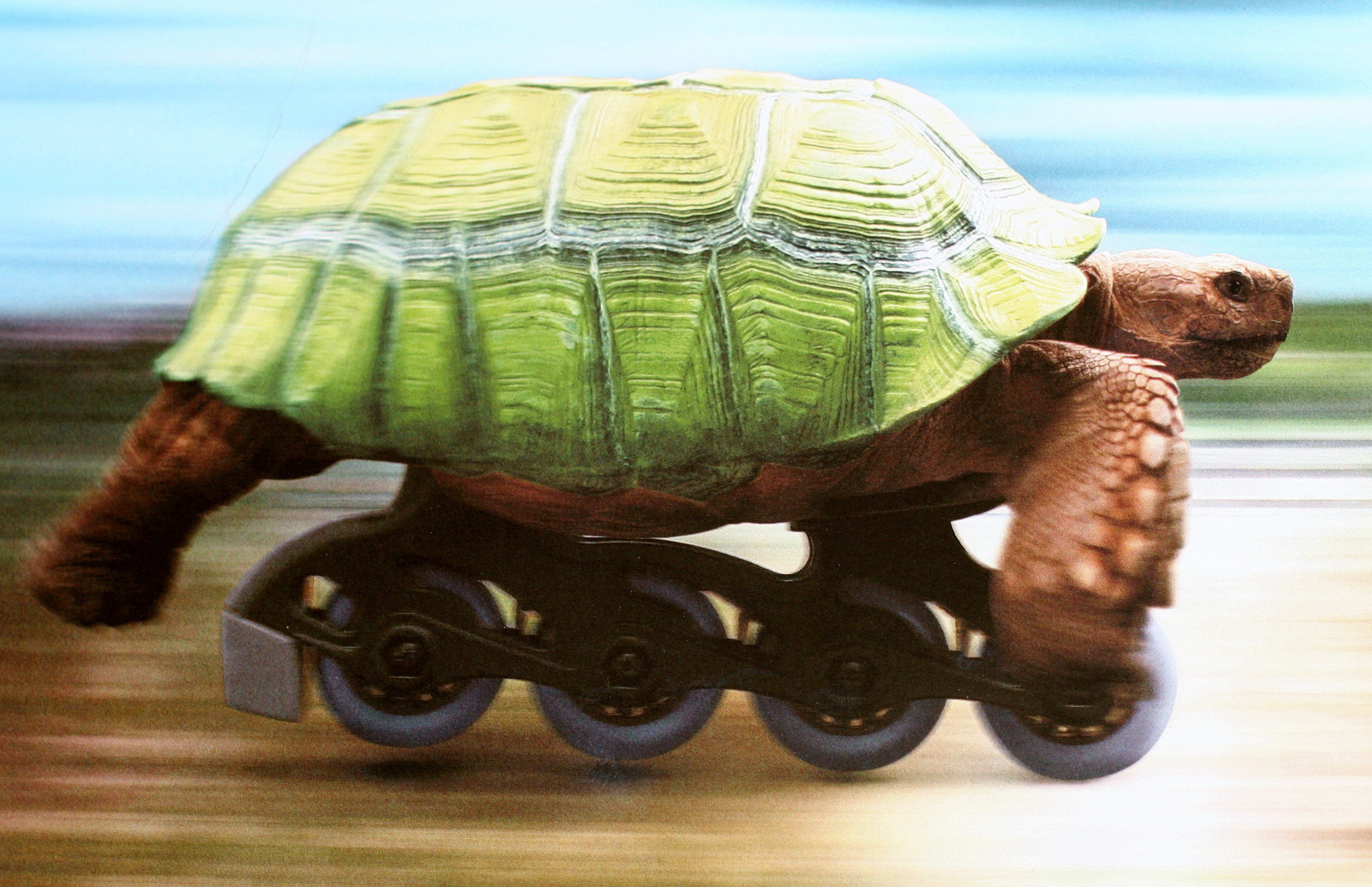 turtle-on-roller-skate.jpg
