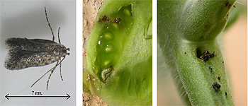 tuta%20absoluta%20tomate.jpg