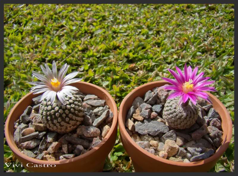 Tvaldezianusflbcaypseudopectinatusrubriflorus.jpg