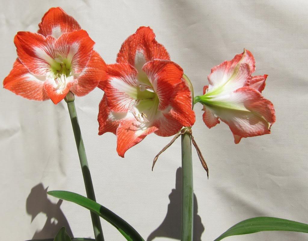 twins2_zpsa4f3627c.jpg