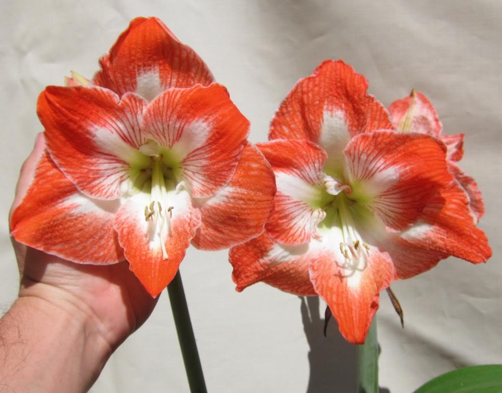 twins_zpsd6df9b15.jpg