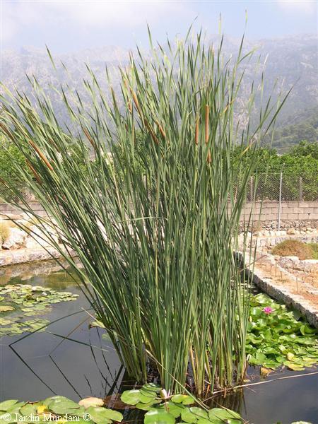 typha.jpg