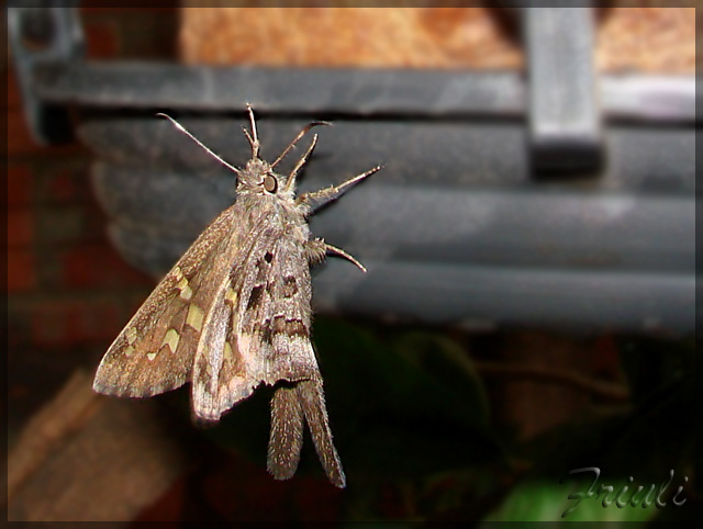 Typhedanus_undulatus.jpg