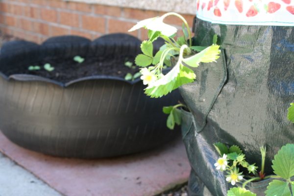Tyre%252520Planter%252520Sunflower%252520Sprouts%2525201.jpg