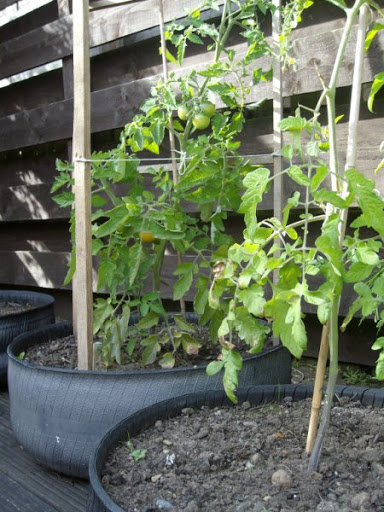 Tyre%252520Planters%25252010.jpg