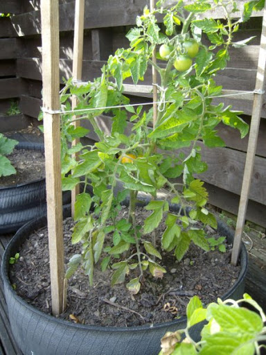 Tyre%252520Planters%25252011.jpg