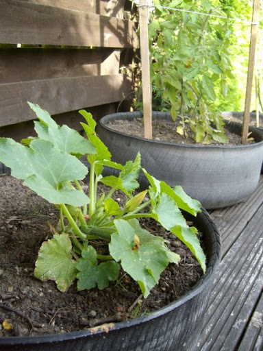 Tyre%252520Planters%25252012.jpg