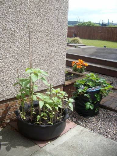 Tyre%252520Planters%2525203.jpg