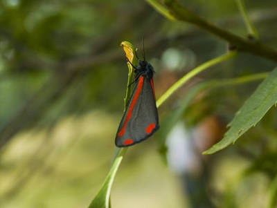 Tyria-jacobaeae-1.jpg