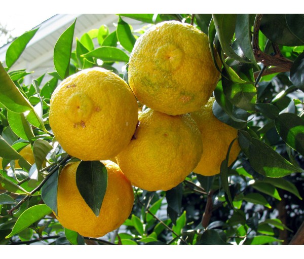 ?u=http%3A%2F%2Fvivergil.es%2F2016-thickbox_default%2Flimonero-yuzu-citrus-junos-c-25.jpg