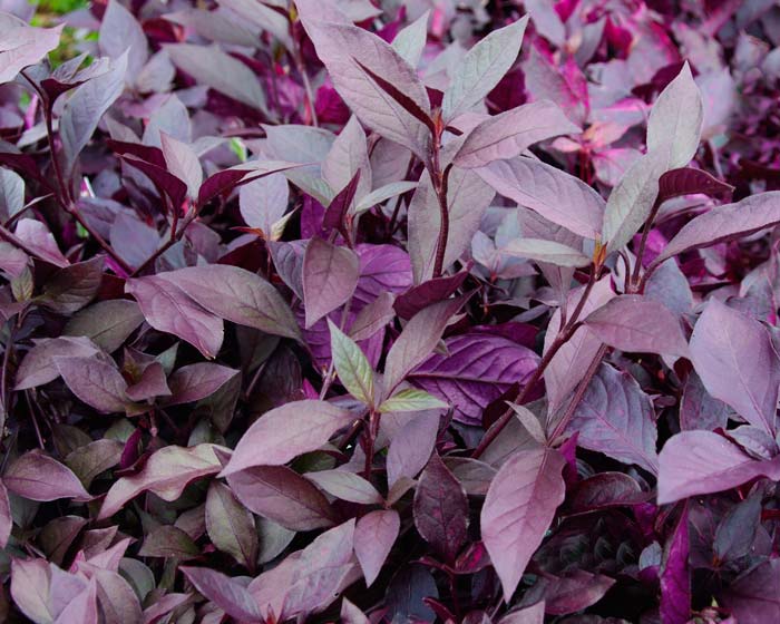 ?u=http%3A%2F%2Fwww.gardensonline.com.au%2FUploads%2FPlant%2F1164%2FAlternantheraFirebug700.jpg
