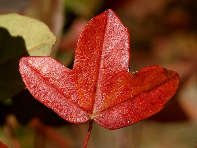 ?u=https%3A%2F%2Fc1.staticflickr.com%2F3%2F2278%2F1619450317_d29f935d46_z.jpg