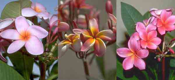 uc_plumeria_rubra.jpg