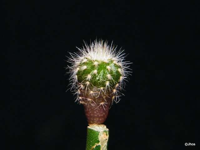 Uebelmania%20Pectinifera%2020100330%20145.jpg