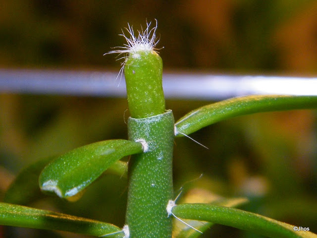 Uebelmannia%20Pectinifera%20002%2020091029.jpg