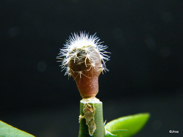 Uebelmannia%20pectinifera%20002%2020100103.jpg