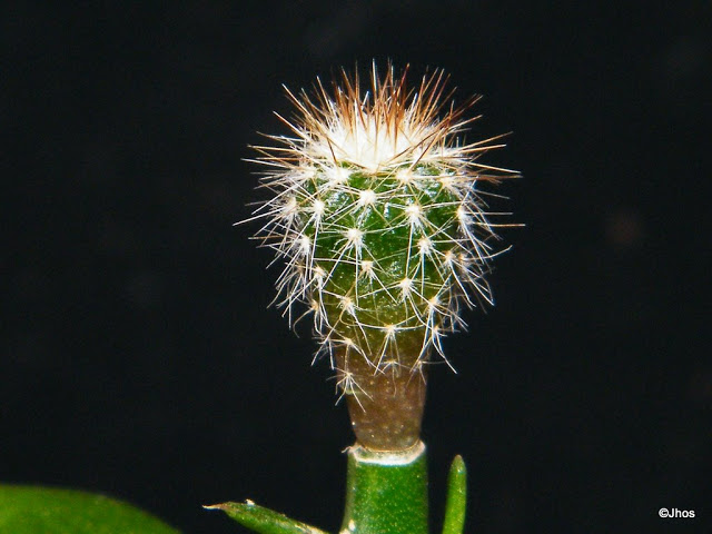 Uebelmannia%20pectinifera%20002%2020100204.jpg