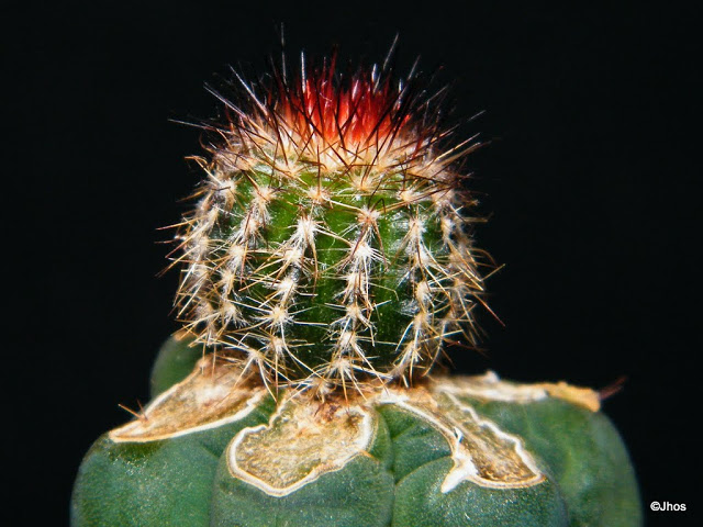 Uebelmannia%20Pectinifera%20002%2020100724%20009.JPG