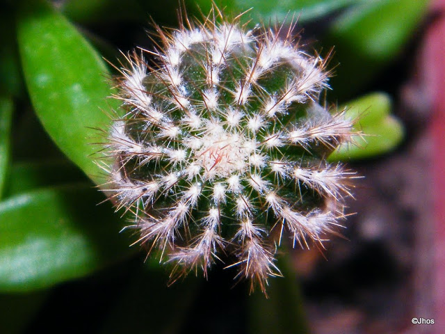 Uebelmannia%20Pectinifera%20003%2020100724%20078.JPG