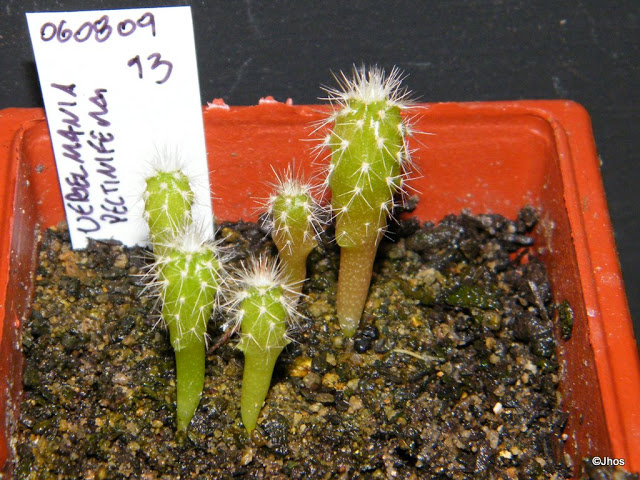 Uebelmannia%20Pectinifera%20013%2020091126.jpg