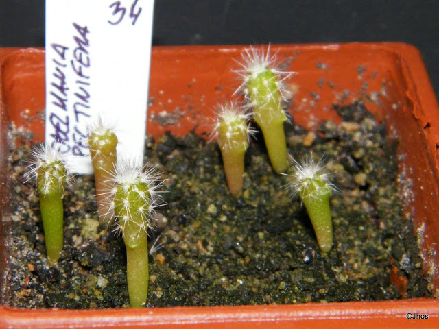 Uebelmannia%20Pectinifera%20034%2020091126.jpg