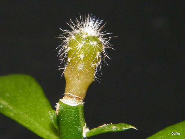 Uebelmannia%20pectinifera%2020091203.jpg