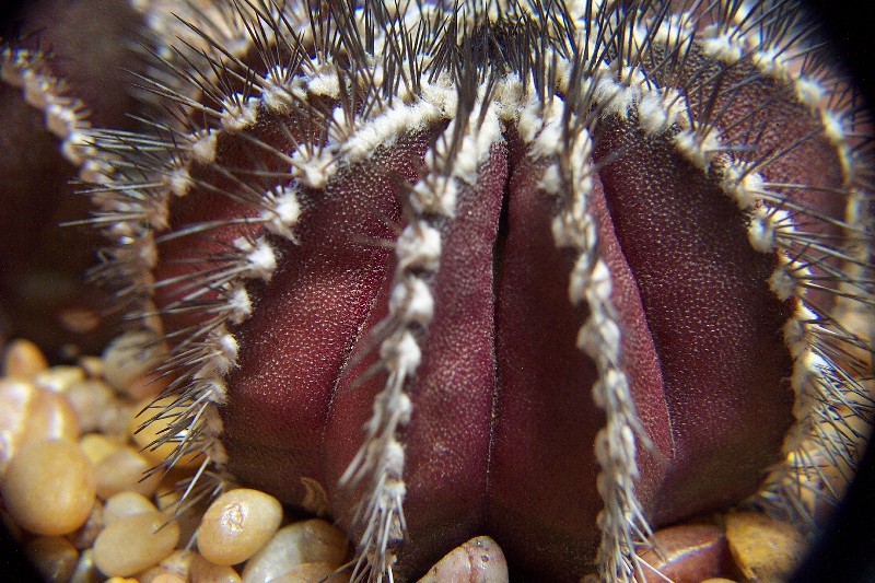 Uebelmannia%20pectinifera.jpg