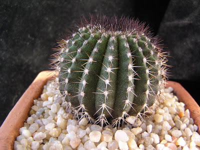 Uebelmannia+pectinifera+(2).JPG