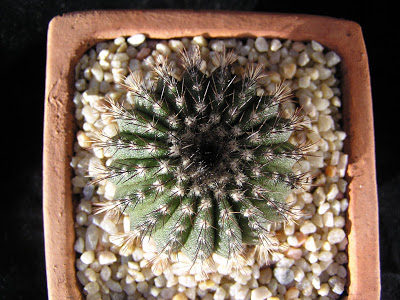 Uebelmannia+pectinifera.JPG