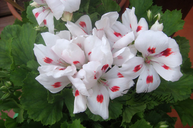 UGM21pelargonozY.jpg