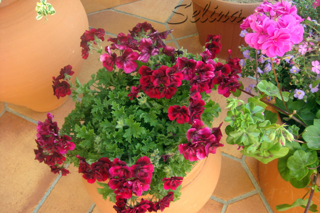 Uj8pelargoniuOQs.jpg