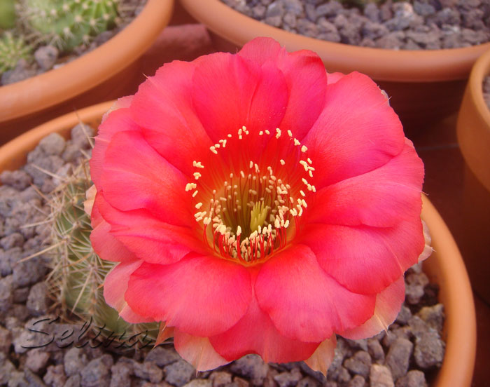 UJrRosaliemNP.jpg